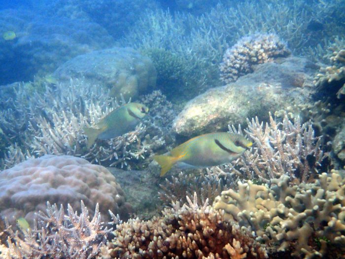 Siganus doliatus
