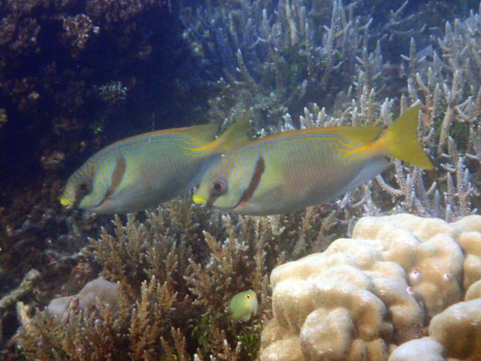 Siganus doliatus