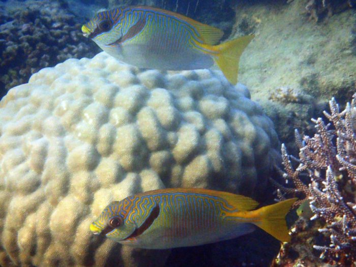 Siganus doliatus
