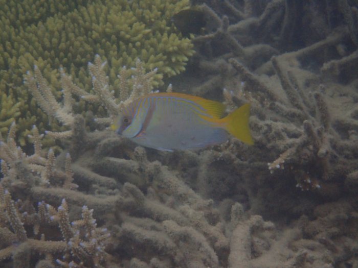 Siganus doliatus