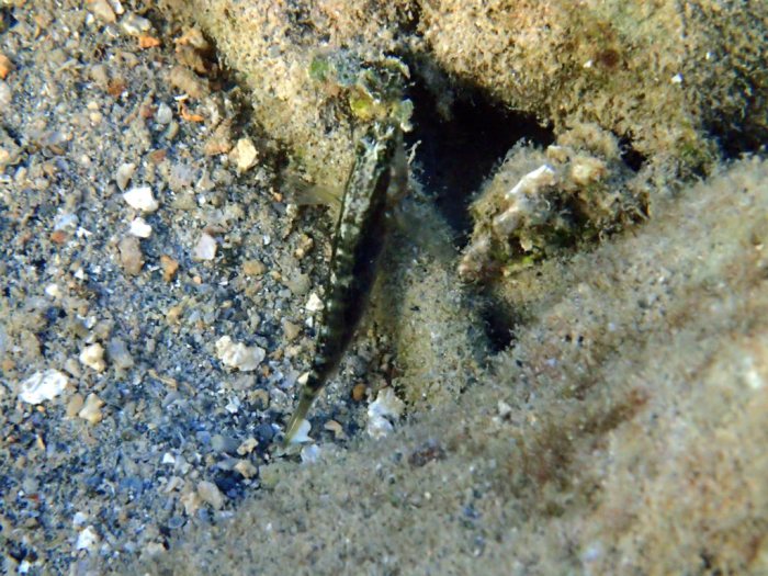 Asterropteryx ensiferus