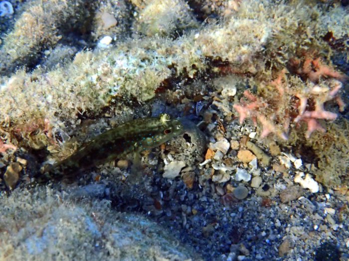 Asterropteryx ensiferus