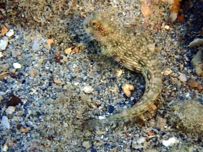 Crossosalarias macrospilus