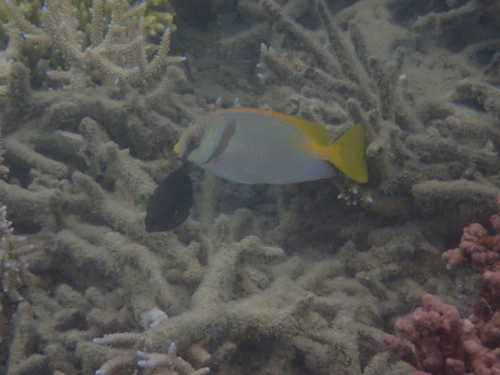 Siganus doliatus