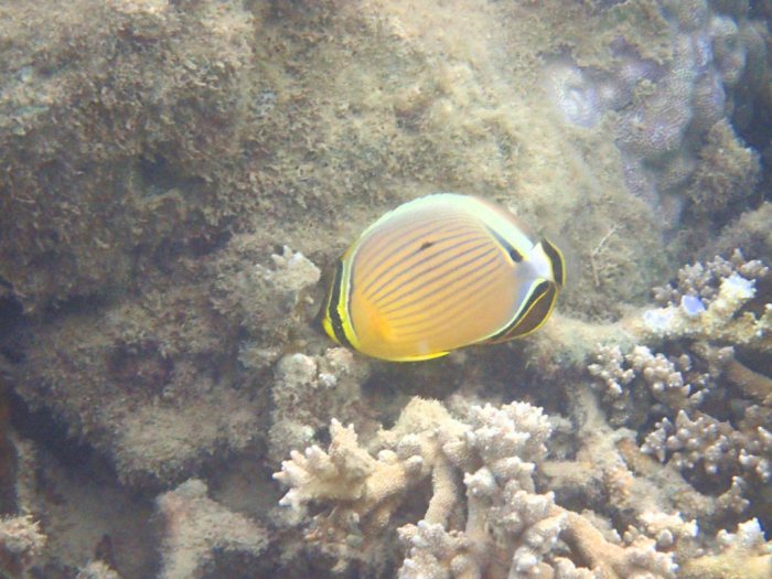 Chaetodon lunulatus