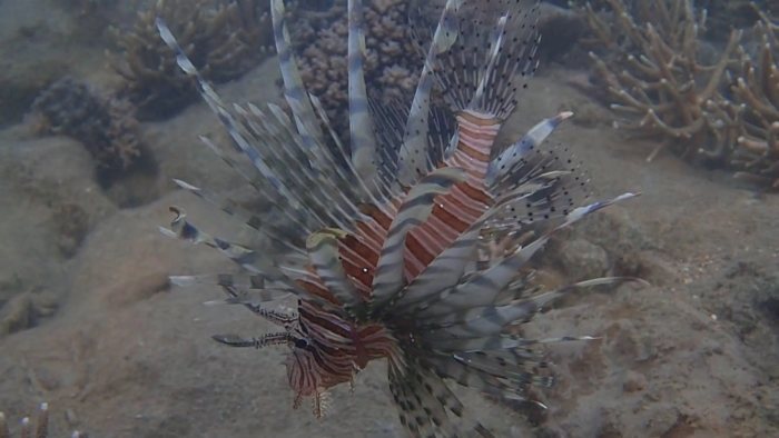 Poisson-scorpion