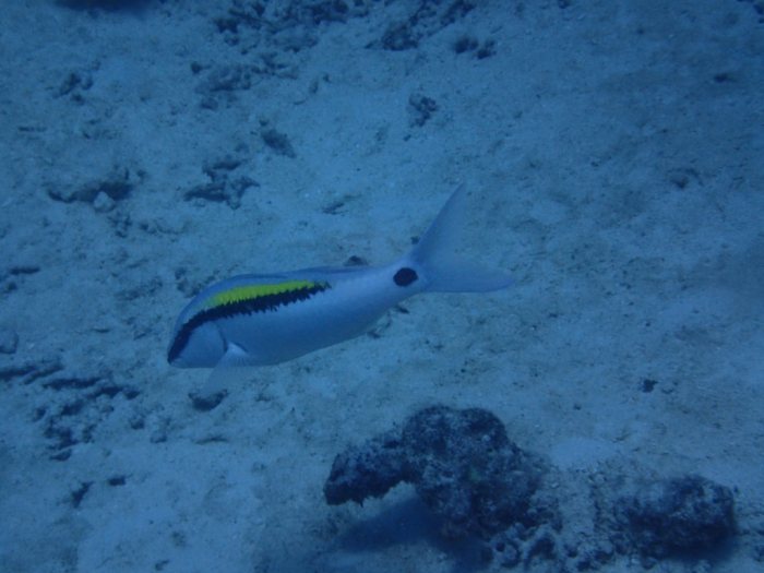 Parupeneus barberinus