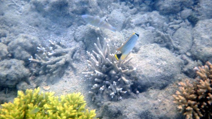 Chaetodon trifascialis