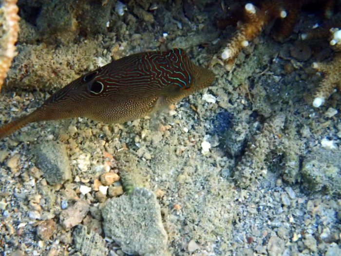 Canthigaster compressa