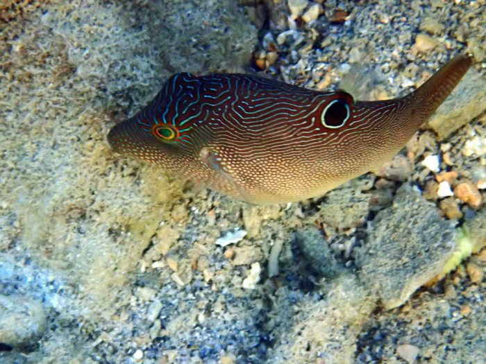 Canthigaster compressa