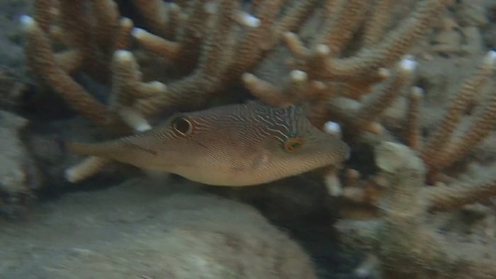 Canthigaster compressa