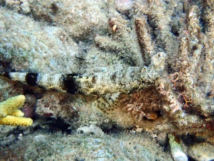 Saurida gracilis