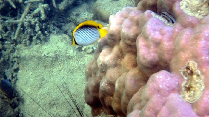 Chaetodon melannotus