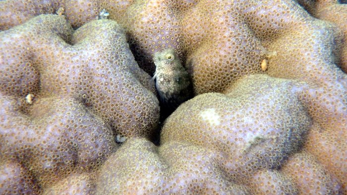 Crossosalarias macrospilus