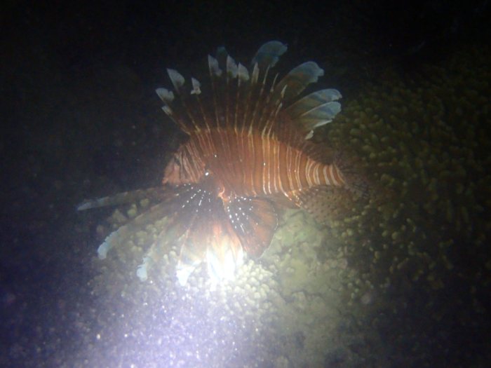 Poisson-scorpion