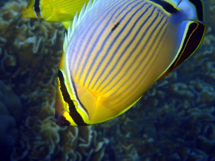 Chaetodon lunulatus