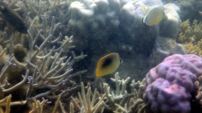 Chaetodon speculum
