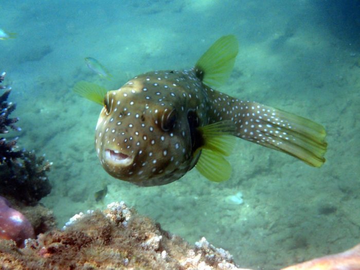 Arothron hispidus