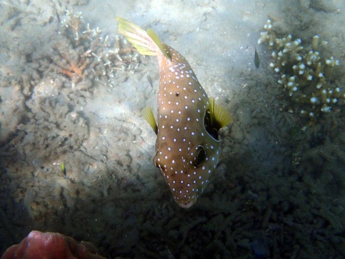 Arothron hispidus