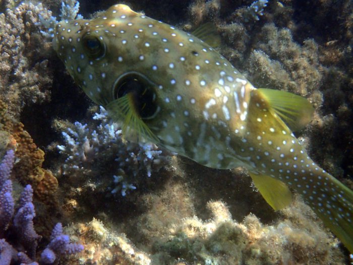 Arothron hispidus