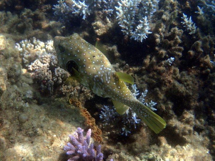 Arothron hispidus