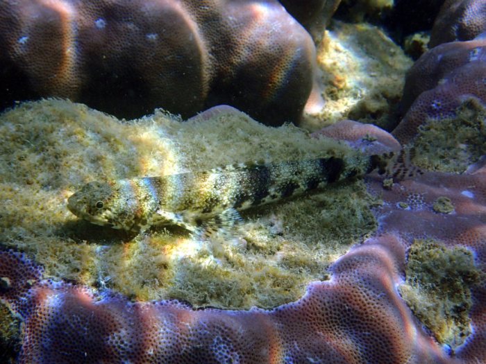 Saurida gracilis