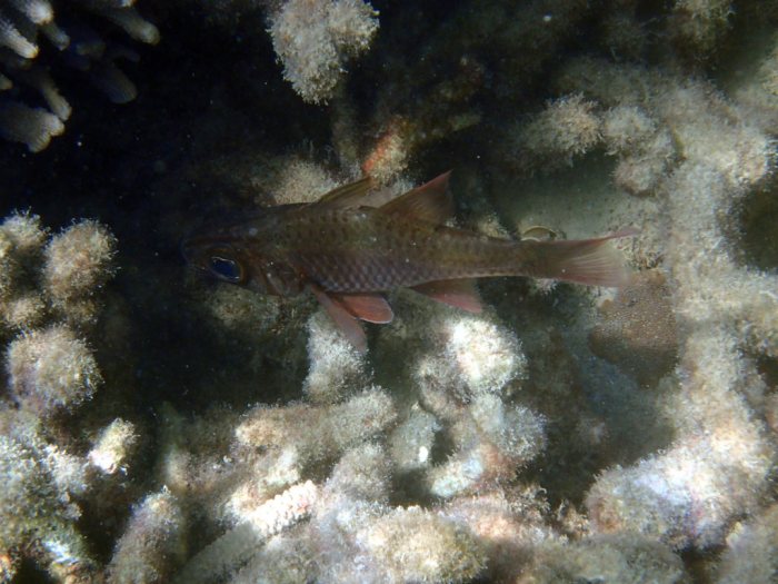 Ostorhinchus norfolcensis