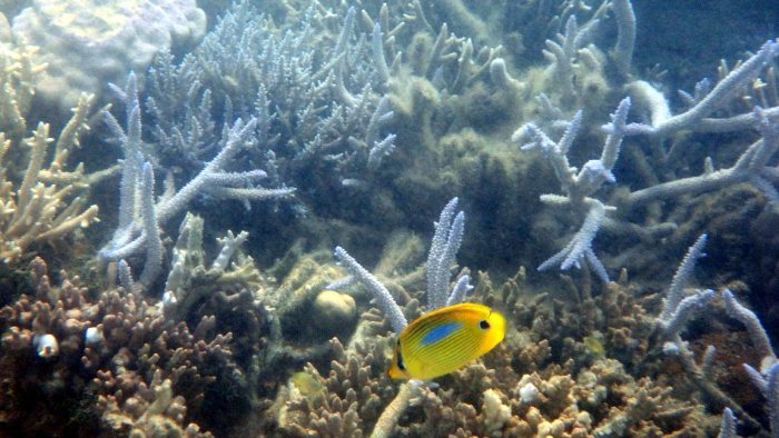 Chaetodon plebeius