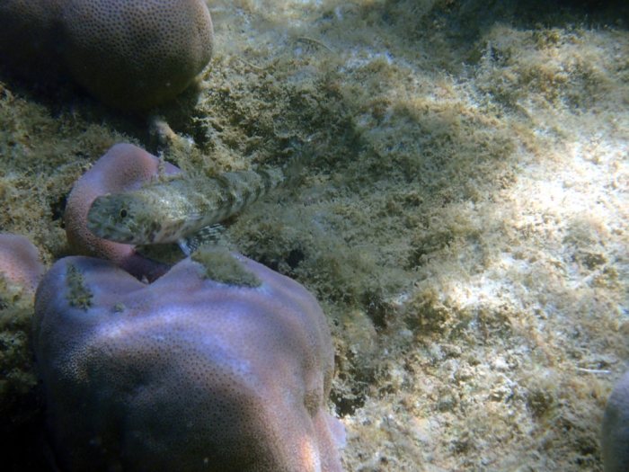 Saurida gracilis