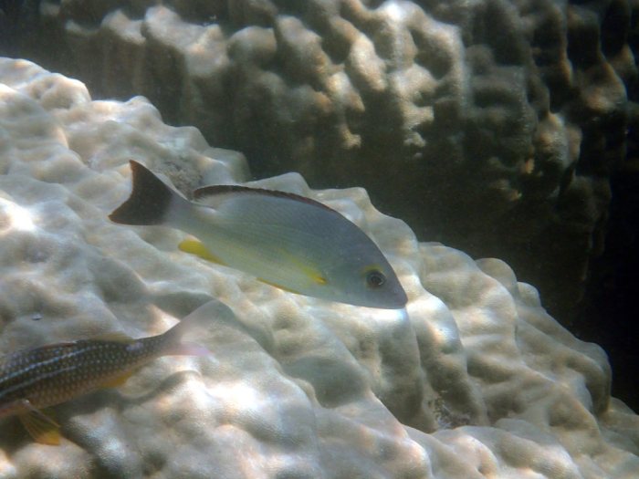 Lutjanus fulvus