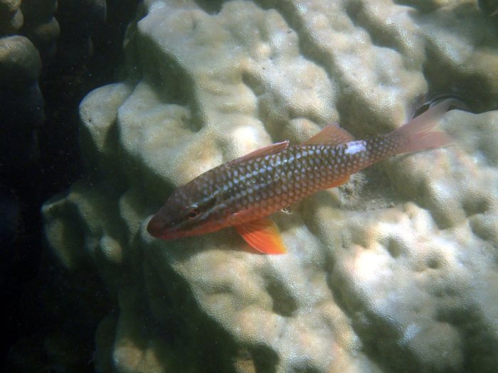 Parupeneus ciliatus