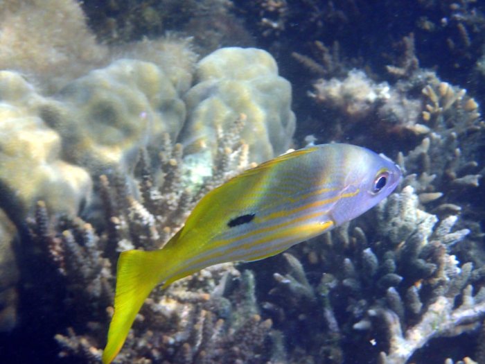 Lutjanus fulviflamma