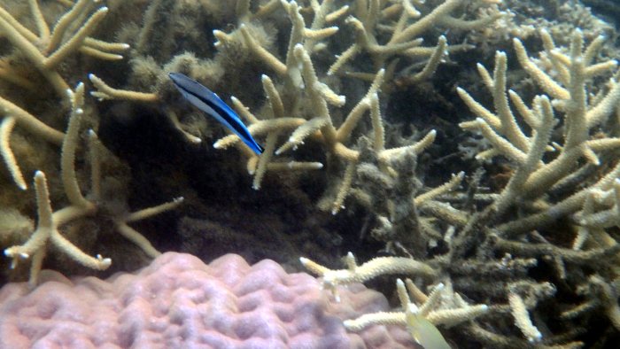 Labroides dimidiatus
