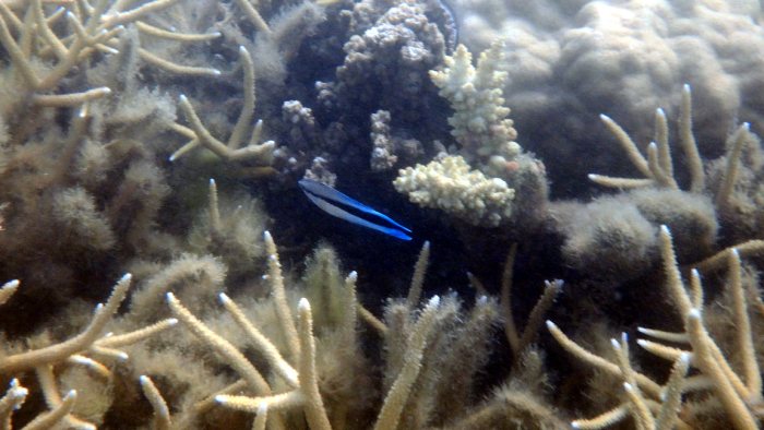Labroides dimidiatus