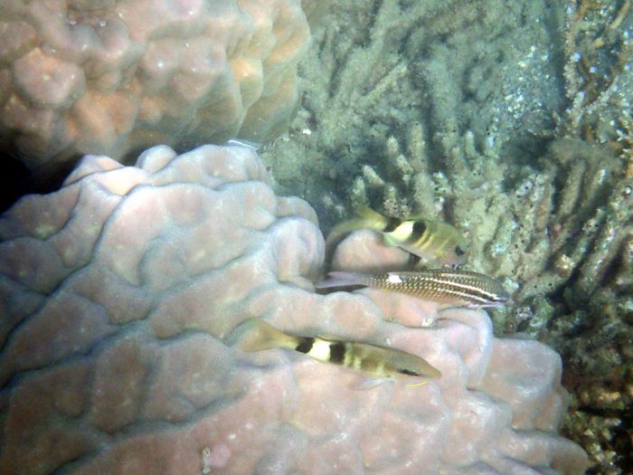 Parupeneus multifascius