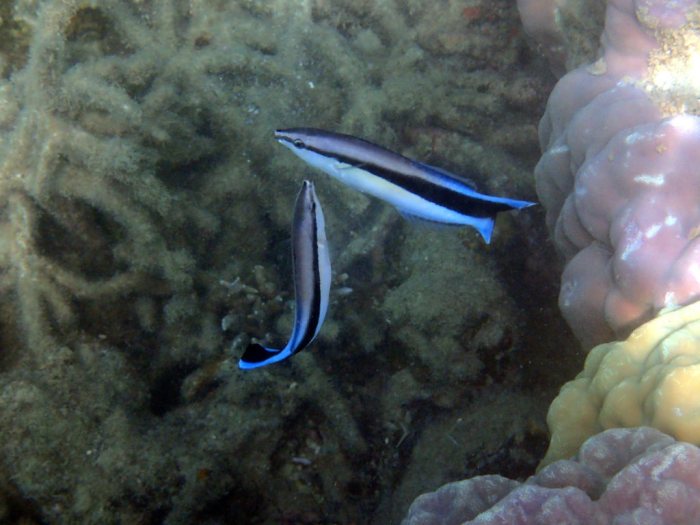 Labroides dimidiatus