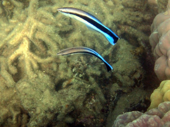 Labroides dimidiatus