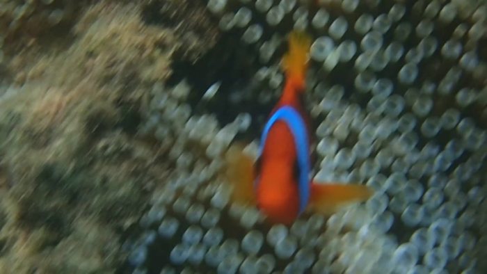 Amphiprion melanopus