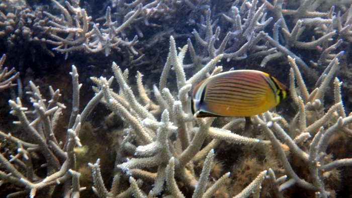 Chaetodon lunulatus