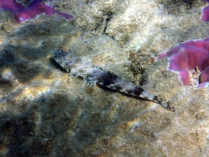 Saurida gracilis