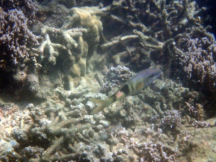 Parupeneus multifascius