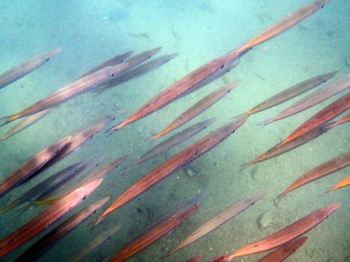 Sphyraena flavicauda