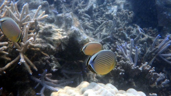 Chaetodon lunulatus