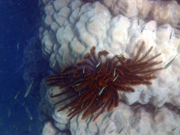 Anneissia (Oxycomanthus) bennetti