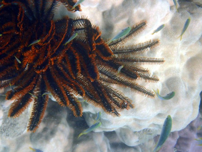 Anneissia (Oxycomanthus) bennetti