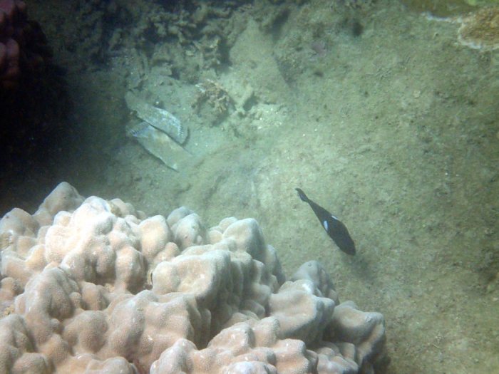 Centropyge tibicen