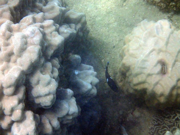 Centropyge tibicen