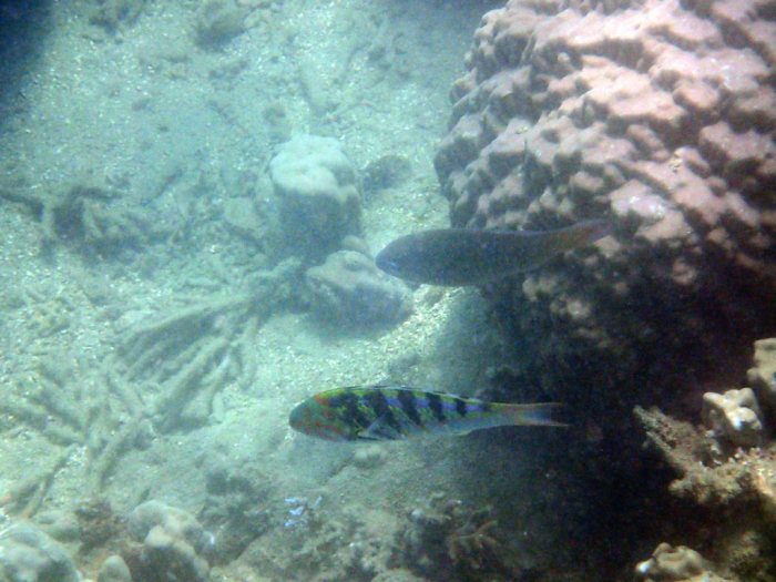 Thalassoma hardwicke
