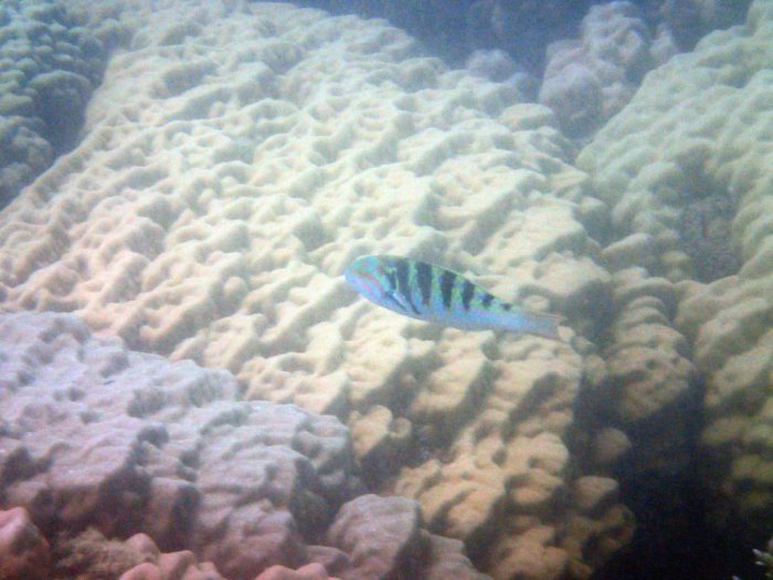 Thalassoma hardwicke