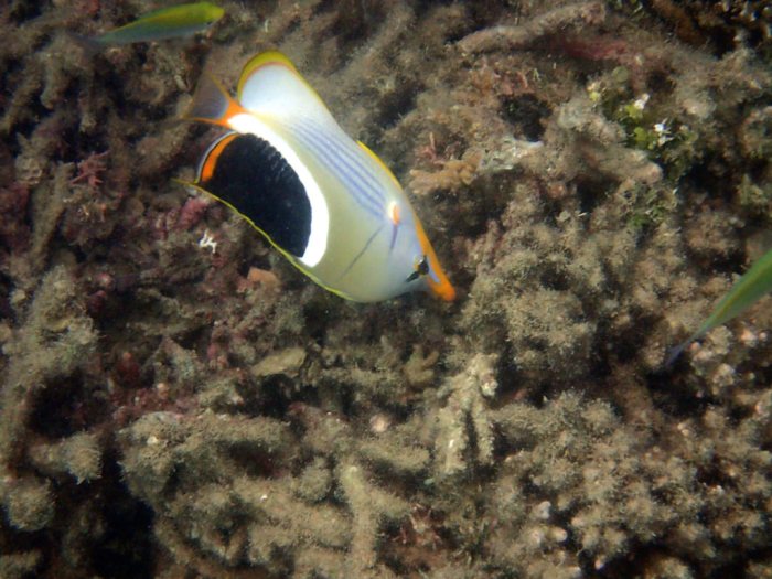 Chaetodon ephippium